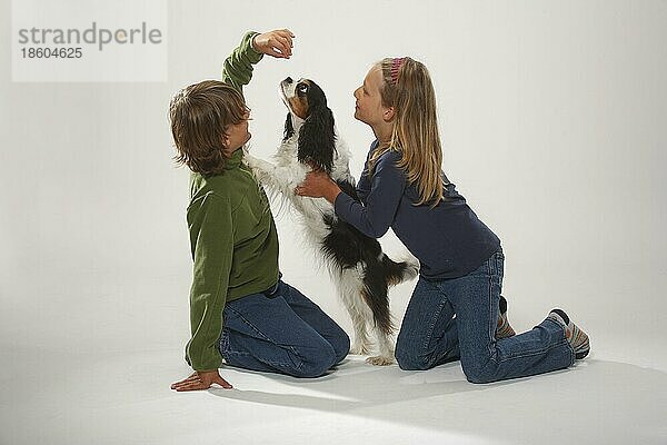 Kinder mit Cavalier King Charles Spaniel  tricolour