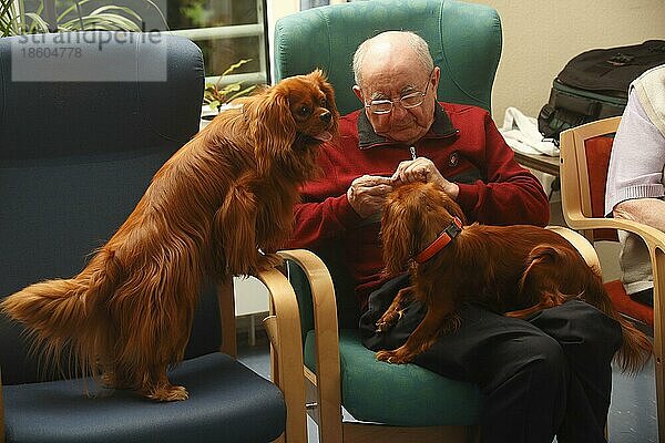 Älterer Mann mit Cavalier King Charles Spaniel  rubinrot  Altersheim