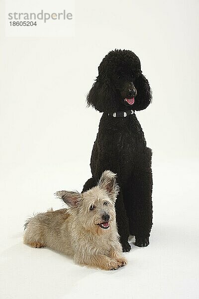Großpudel  schwarz  und Mischlingshund  Königspudel  Pudel