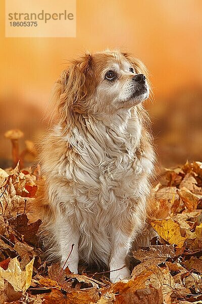 Mischlingshund  12 Jahre alt  alter Hund  Herbstlaub