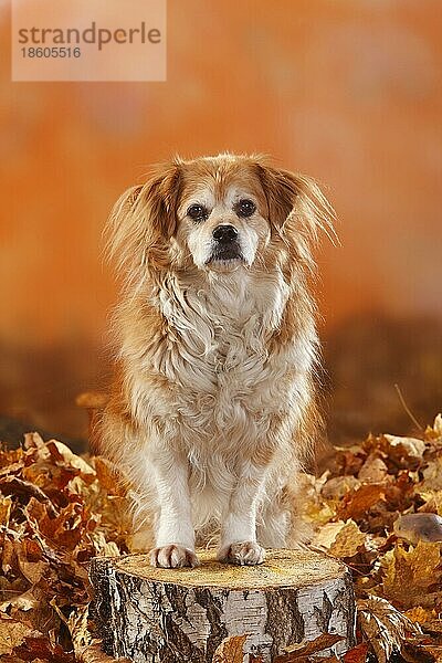 Mischlingshund  12 Jahre alt  alter Hund  Herbstlaub
