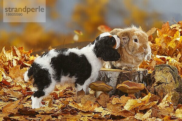 Cavalier King Charles Spaniel  Welpe  dreifarbig  11 Wochen  und Zwergkaninchen  Hauskaninchen  Herbstlaub