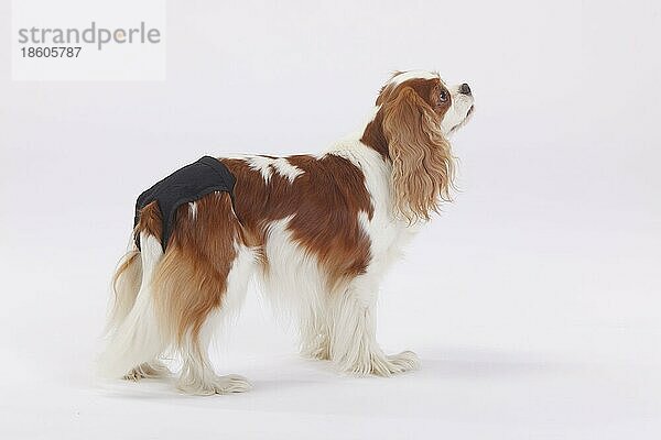 Cavalier King Charles Spaniel  Hündin  Blenheim  Schutzhöschen  Läufigkeit  Hundebekleidung  seitlich