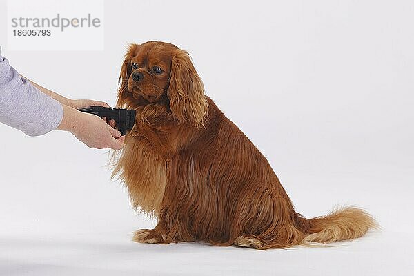 Cavalier King Charles Spaniel  ruby  Pfotenschutz  Neoprenstiefel  Stiefelchen  Hundeschuh  Hundebekleidung  verletzt  Verletzung  seitlich