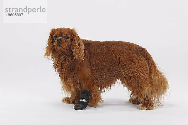 Cavalier King Charles Spaniel  ruby  Pfotenschutz  Neoprenstiefel  Stiefelchen  Hundeschuh  Hundebekleidung  verletzt  Verletzung  seitlich