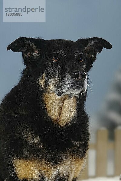 Mischlingshund  alter Hund