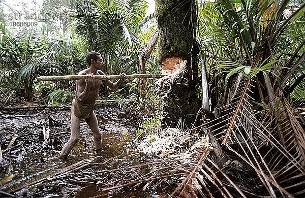 Mann vom Volk der Korowai fällt Sagopalme zur Herstellung von Sagomehl  West-Papua  West-Neuguinea  Irian-Jaya  Baummenschen  Indonesien  Asien