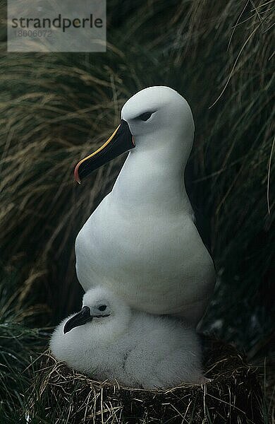 Gelbnasenalbatros mit Küken im Nest  Amsterdam Insel  Sub-Antarktis (Thalassarche chlororhynchos) (Diomedea chlororhynchos)