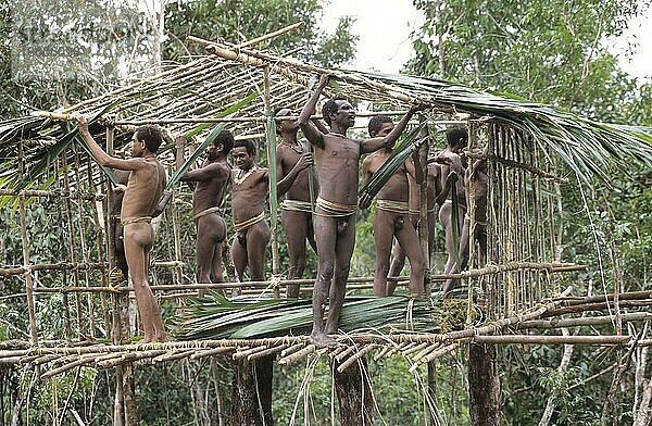 Männer vom Volk der Korowai bauen Baumhaus  West-Papua  West-Neuguinea  Irian-Jaya  Baummenschen  Indonesien  Asien