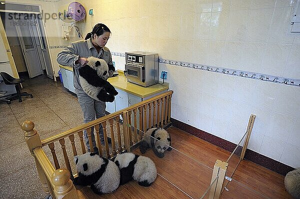 Tierpflegerin und Große Pandas (Ailuropoda melanoleuca)  5 Monate  Panda-Kindergarten  Wolong Naturschutzgebiet  Bambusbär  China  Asien