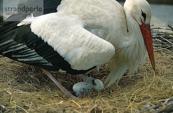 Weißstorch (Ciconia ciconia) im Nest  frisch geschlüpftes Küken und Eier  Elsass  Frankreich  Europa