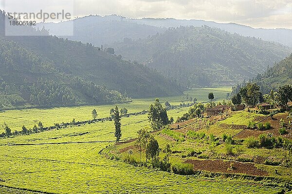 Tee-Plantage  bei Nyungwe  Ruanda  Afrika