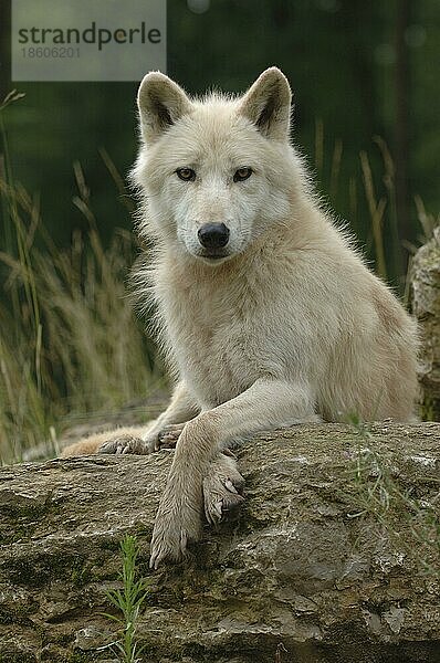 Weißer Wolf (Canis lupus)  weiblich
