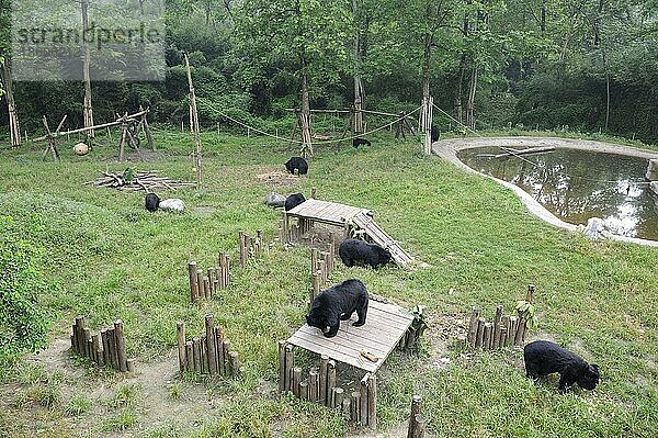 Kragenbären (Ursus thibetanus)  Rettungsstation der Animal Asia Foundation  Chengdu  Sichuan (Selenarctos thibetanus)  Kragenbär  Mondbär  Gehege  China  Asien