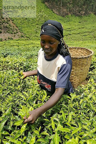 Frau bei Tee-Ernte  Teeplantage  Nyungwe  Ruanda  Afrika
