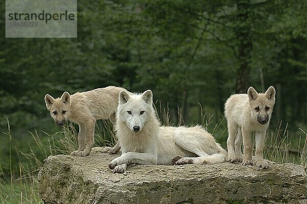 Weiße Wölfe (Canis lupus)  Weibchen und Jungtiere