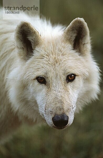 Polarwolf (Canis lupus)