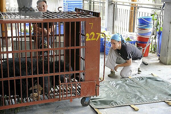 Kragenbär (Ursus thibetanus)  aus Gallenfarm gerettet  Rettungsstation der Animal Asia Foundation  Chengdu  Sichuan (Selenarctos thibetanus)  Mondbär  Bärengalle  Narkose  China  Asien