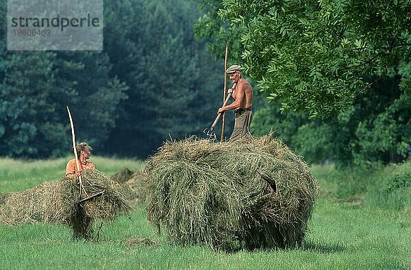 People doing hay harvest  Poland  Menschen bei der Heuernte  Agrarkultur  agriculture  Querformat  horizontal  arbeiten  working  Mann  man  Polen  Europa