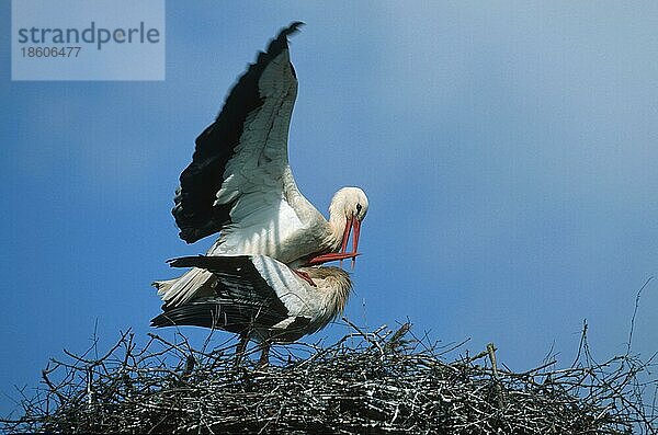 White Storks  pair  mating  Schleswig-Holstein  Weißstörche (Ciconia ciconia) Paar  kopulierend  Deutschland  seitlich  side  Europa