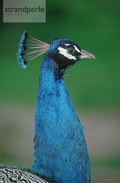 Peacock  male  Blauer (Pavo cristatus) Pfau  männlich  seitlich  side