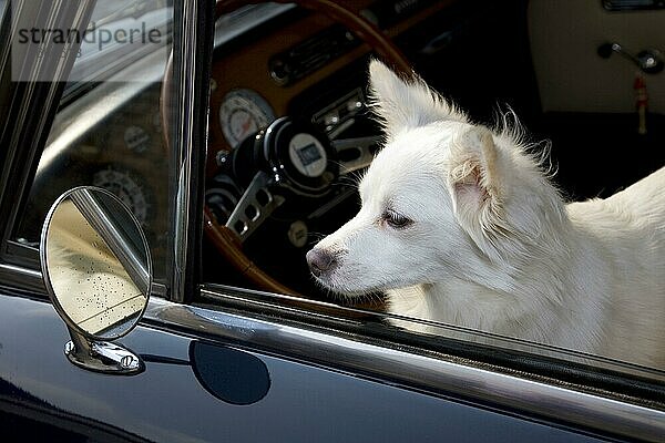Mischlingshund in Auto
