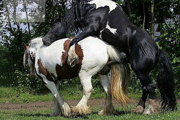 Irish Tinker Ponys  Paarung  Hengst  Stute