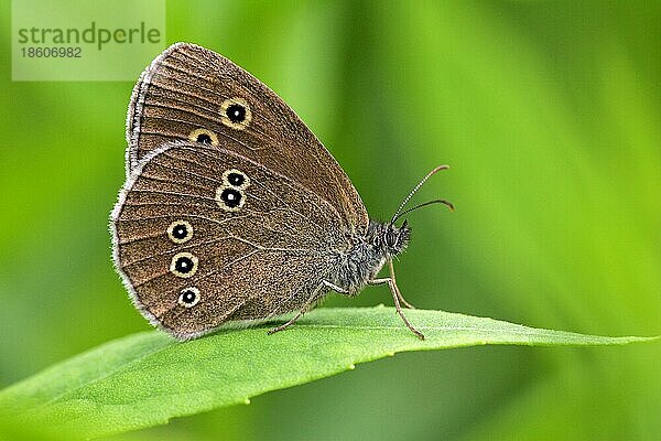 Brauner Waldvogel  Schleswig-Holstein (Aphantopus hyperanthus)  Schornsteinfeger  seitlich  Deutschland  Europa