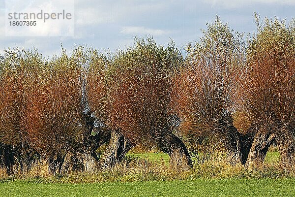 Kopfweiden (Salix)  Klützer Winkel  Kreis Nordwestmecklenburg  Mecklenburg-Vorpommern  Weide  Weiden  Kopfbäume  Deutschland  Europa