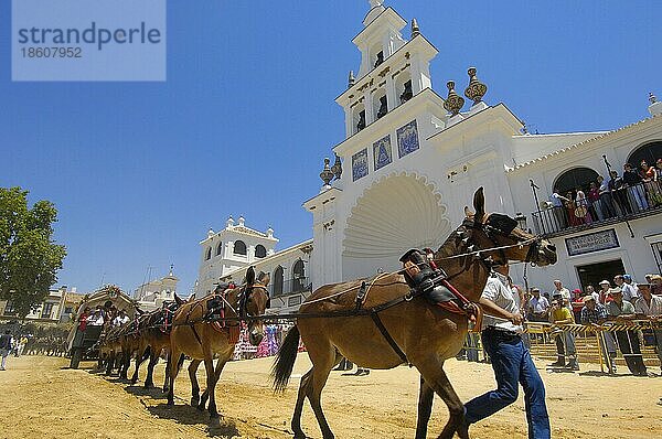 Pilger  Wallfahrt Romeria nach El Rocio  Huelva  Andalusien  Spanien  Maultiergespann  Maultier  Europa