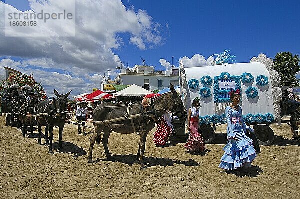 Pilger mit Kutschen  Wallfahrt Romeria nach El Rocio  Almonte  Huelva  Andalusien  Spanien  Europa