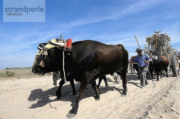 Geschmückter Ochsenkarren  Wallfahrt Romeria nach El Rocio  Almonte  Huelva  Andalusien  Spanien  Ochsenwagen  Europa