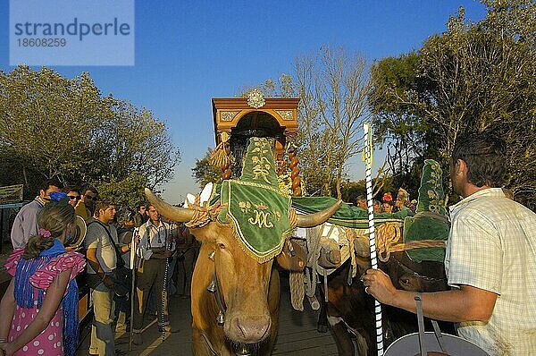 Geschmückter Ochsenkarren  Wallfahrt Romeria nach El Rocio  Almonte  Huelva  Andalusien  Spanien  Ochsenwagen  Europa