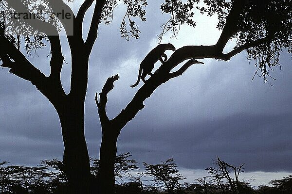 Leopard (Panthera pardus) on tree  Massai Mara Game Reserve  Kenya  Leopard auf Baum  Massai Mara Wildschutzgebiet  Kenia  Afrika