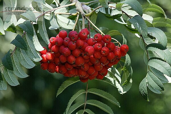 Eberesche (Sorbus aucuparia)  Deutschland  Europa  Pflanzen  Rosengewächse  Rosaceae  rot  Querformat  horizontal  Früchte  Frucht  Europa