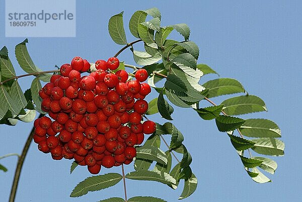Eberesche (Sorbus aucuparia)  Deutschland  Europa  Pflanzen  Rosengewächse  Rosaceae  rot  Querformat  horizontal  Früchte  Frucht  Europa