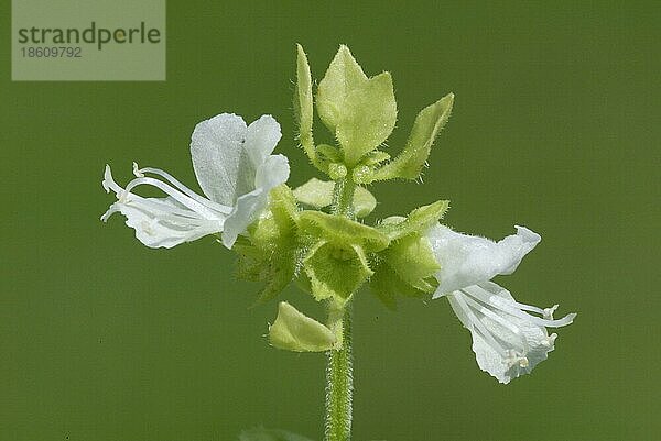 Basil  Basilikum (Ocimum basilicum)  Gewürzpflanzen  pot herbs  Lippenblütler (Labiatae)  weiß  white  Querformat  horizontal  Blüten