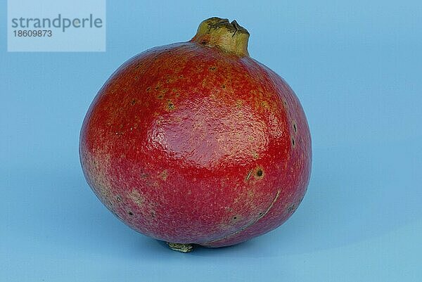 Granatapfelfrucht (Punica granatum)  Pflanzen  Granatapfelgewächse  Punicaceae  Früchte  Freisteller  ausgeschnitten  Objekt  rot  Querformat  horizontal  innen  Studio