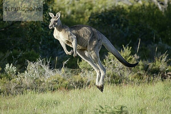 Östliches Graues Känguru (Macropus giganteus)  Australien  Ozeanien