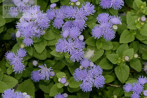 Ageratum  Leberbalsam (Ageratum houstonianum)  Blumen  Gartenpflanzen  Korbblütengewächse (Compositae)  Köpfchenblütler  blau  Querformat  horizontal  Blüten  Blüte