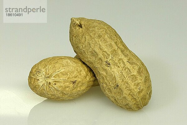 Peanuts  Erdnüsse (Arachis hypogaea)  innen  Studio