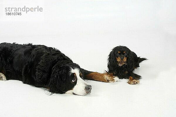 Berner Sennenhund und Cavalier King Charles Spaniel  schwarz-braun