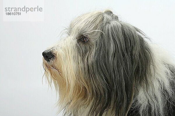Bearded Collie  11 Jahre alt  alter Hund  seitlich  Profil