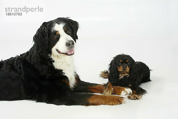 Berner Sennenhund und Cavalier King Charles Spaniel  schwarz-braun