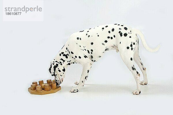 Dalmatiner  Rüde  4 Jahre  Intelligenzspielzeug  Intelligenz  Spielzeug  Denkspielzeug  seitlich