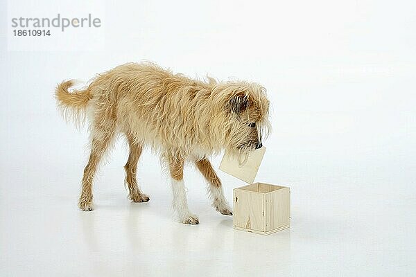 Mischlingshund hebt Deckel von Box  Trick  Kunststückchen  Kunststück