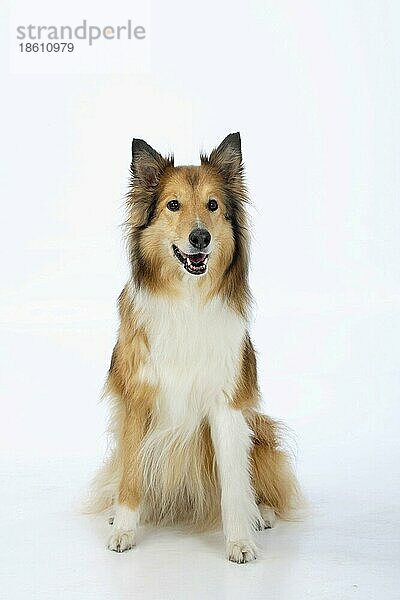 Collie  Schottischer Schäferhund