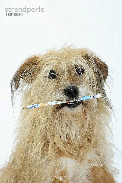 Mischlingshund hält Bleistift
