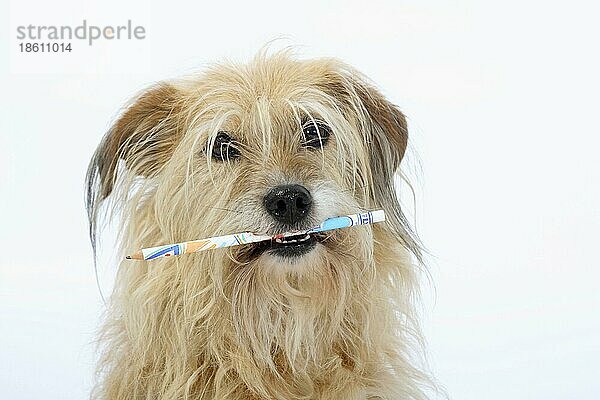 Mischlingshund hält Bleistift