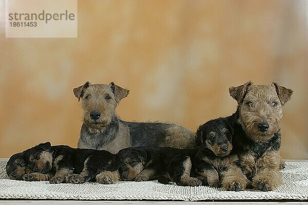 Welsh Terrier  pair with puppies  Welsh-Terrier  Paar mit Welpen  innen  Studio  puppy